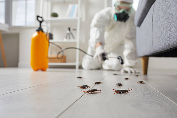 Affordable Termite Control solutions in Oxford, MS